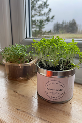 Grow candle - Scottish Thistle