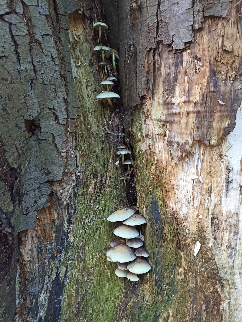 Sterling silver 'fungi' earrings