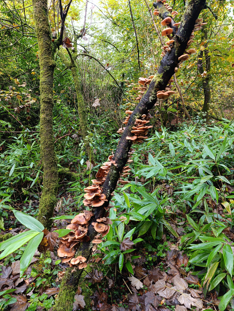 Sterling silver 'fungi' earrings