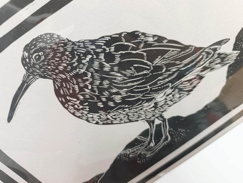 Purple Sandpiper original lino print