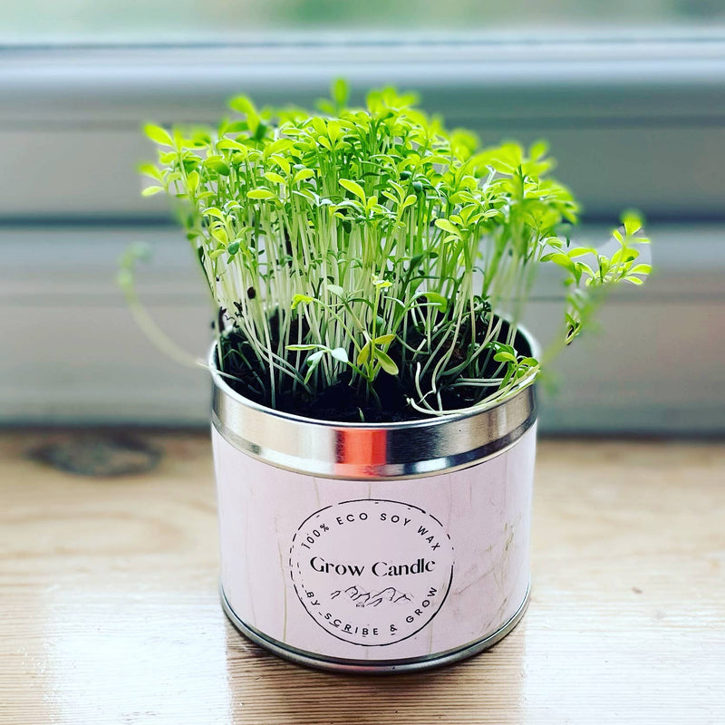 Grow candle - Popular