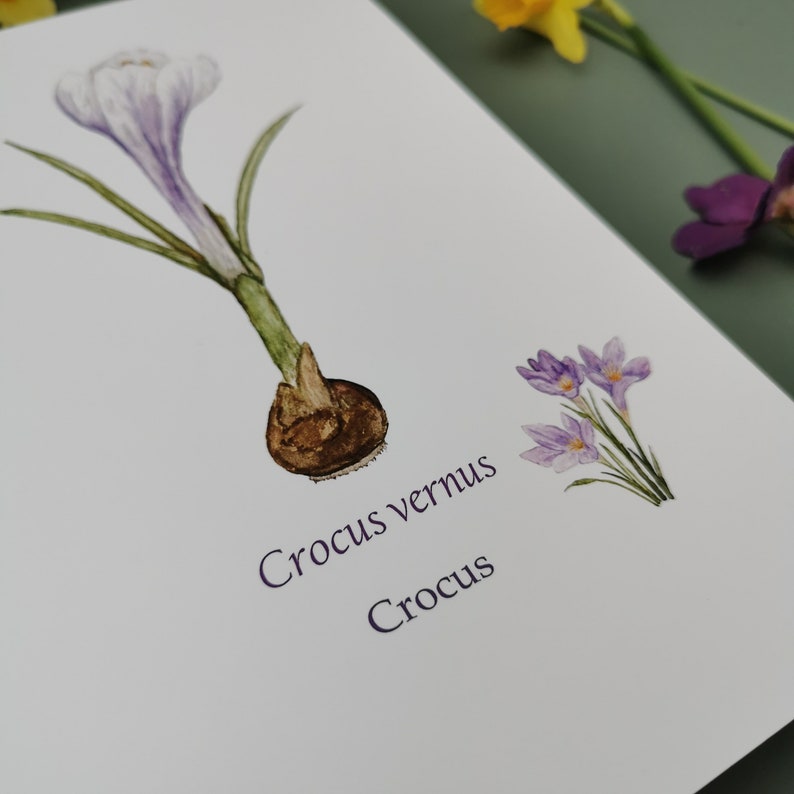 A5 illustrated print - Crocus