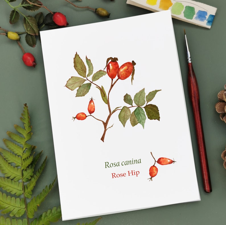 A5 illustrated print - Rose Hip